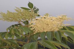 Meliosma pinnata subsp. pinnata